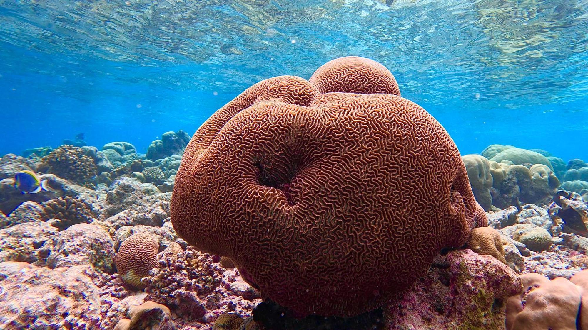 Konut by Thakuru Otel Guraidhoo  Dış mekan fotoğraf